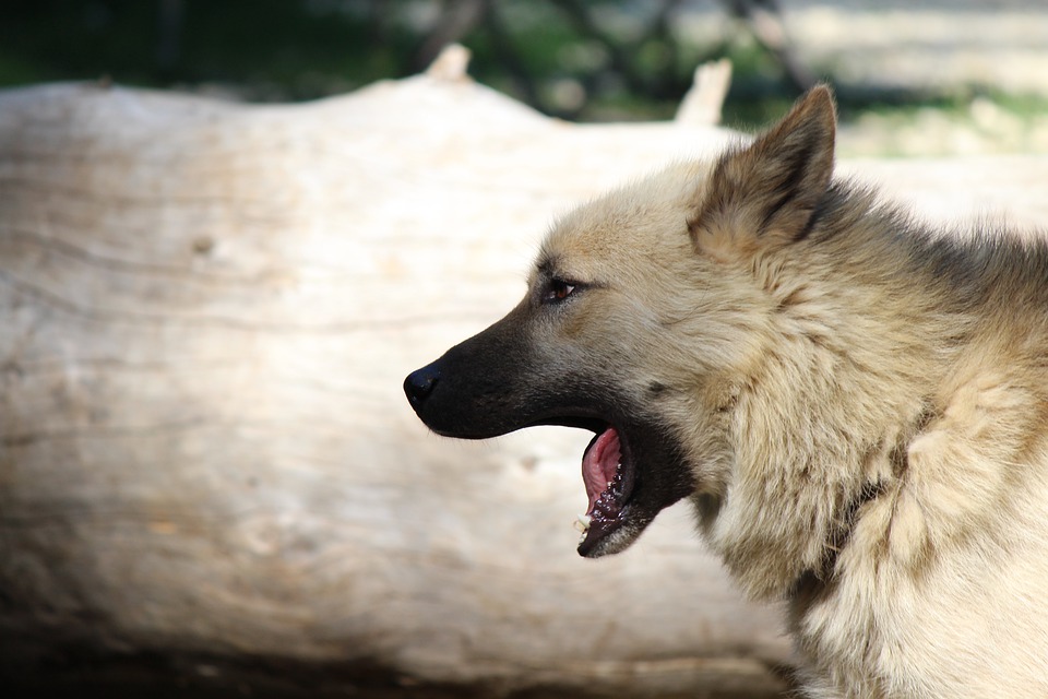 Названы неблагополучные по бешенству районы Пензенской области