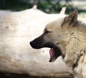 За выгул собак без намордников будут штрафовать