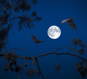 У летучих мышей в России нашли новые коронавирусы