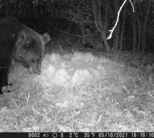 Пензенские грибники опасаются медведей в сурских лесах
