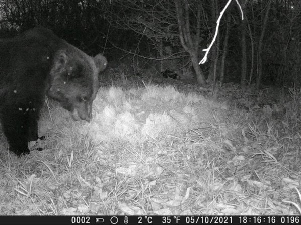 Пензенские грибники опасаются медведей в сурских лесах