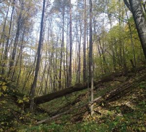 В Пензенской области в лесу потерялись 4 грибника