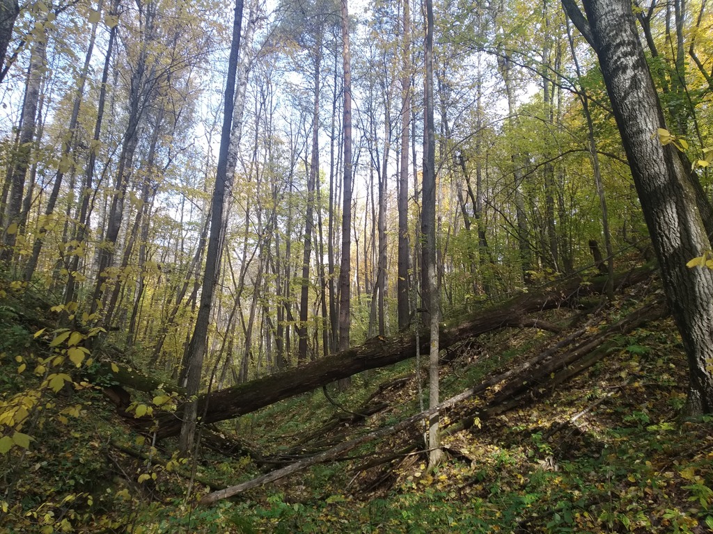 В Пензенской области в лесу потерялись 4 грибника