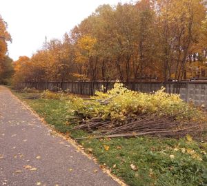 Пензенцев возмутила вырубка подлеска на Олимпийской аллее