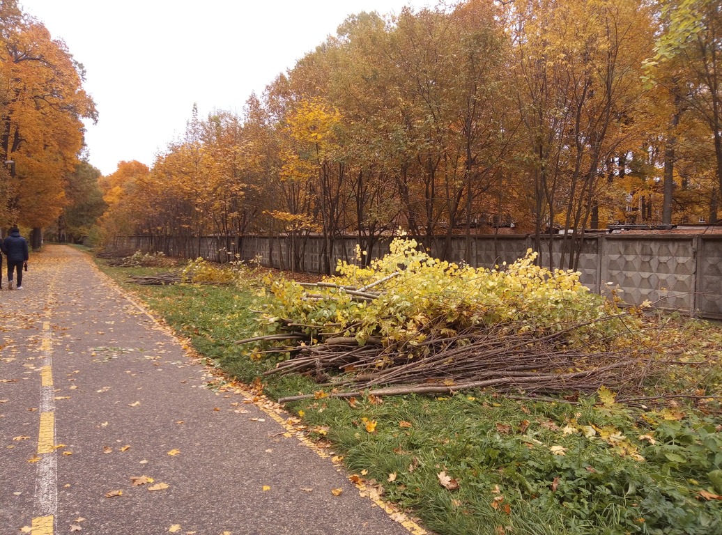 Пензенцев возмутила вырубка подлеска на Олимпийской аллее