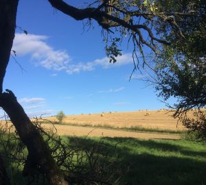 В Каменке крупный земельный участок собираются продать по бросовой цене