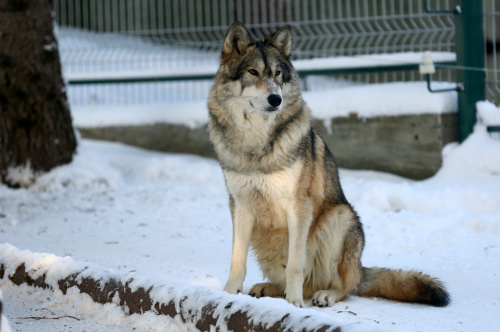 Зоопарк Пензы изменил график работы