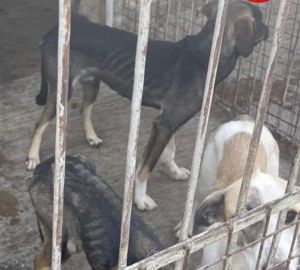 В соцсети сообщили о «концлагере» для собак, появившемся в Пензенской области