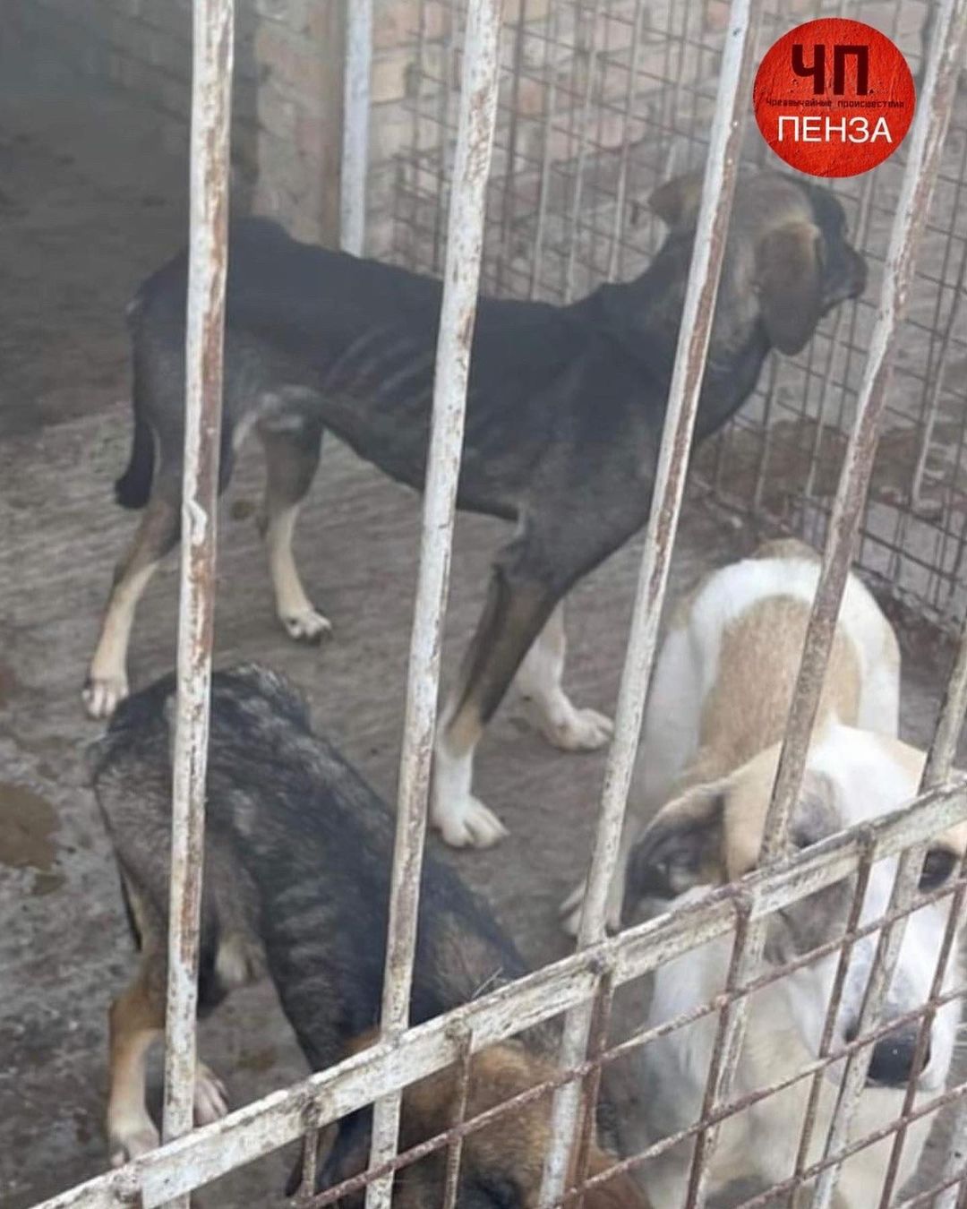 В соцсети сообщили о «концлагере» для собак, появившемся в Пензенской области