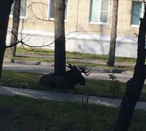 В Заречном по двору гулял больной лось