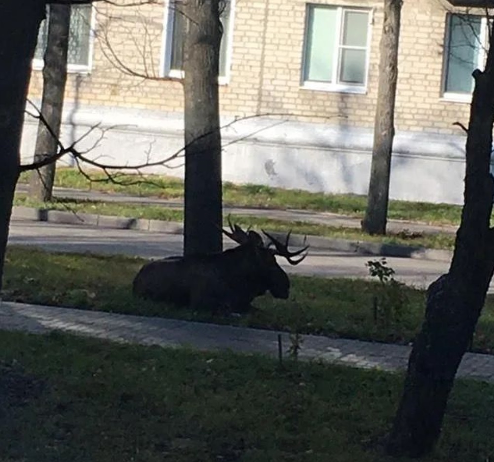 В Заречном по двору гулял больной лось