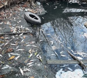 Пензенцы сообщили о массовом заморе рыбы