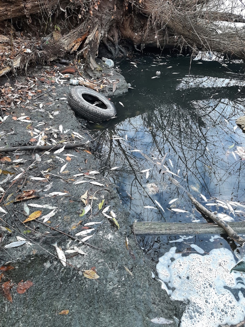 Пензенцы сообщили о массовом заморе рыбы
