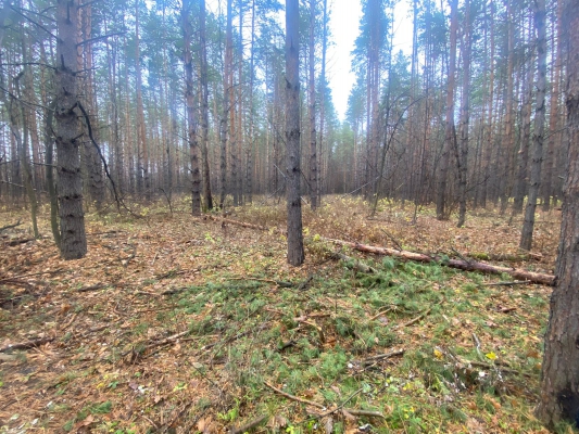 В Пензенской области сосна насмерть раздавила лесоруба