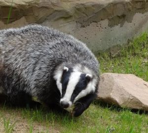 Желая обзавестись барсуком, пензячка попалась на уловку мошенников