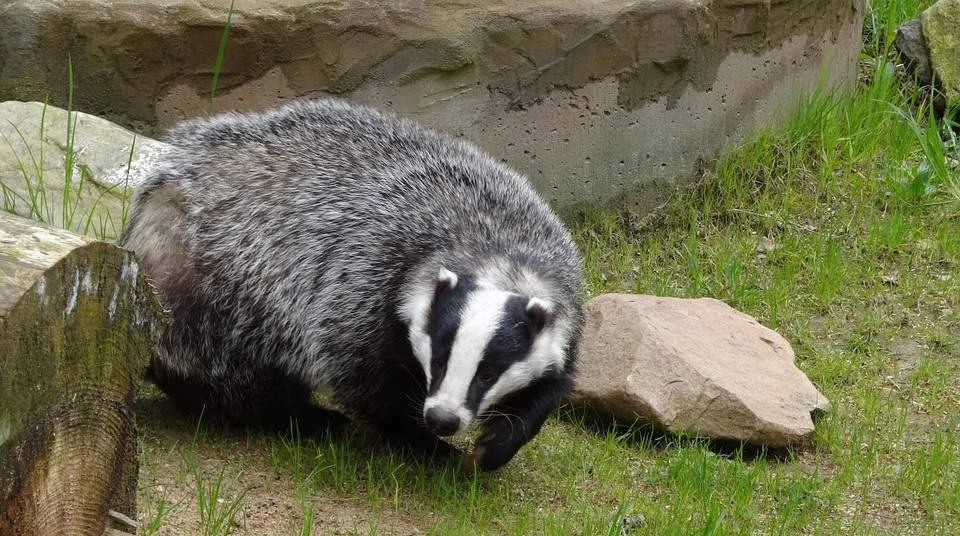 Желая обзавестись барсуком, пензячка попалась на уловку мошенников