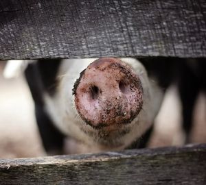 Златогорский не исключил, что в городе могут продавать зараженную чумой свинину