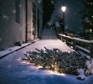 В Кузнецке продавцов елок обяжут «убрать свои следы» до 2 января