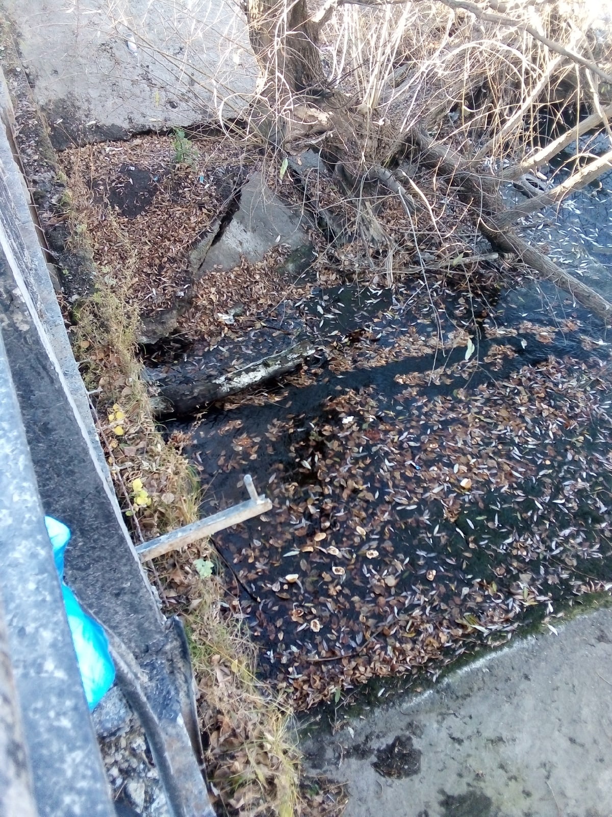 Виновных в экологической беде на Суре определит федеральное ведомство