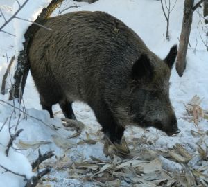 В Пензенской области из-за чумы запретят охоту на кабанов