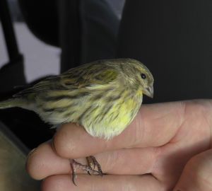 В Пензе обнаружен новый вид птиц