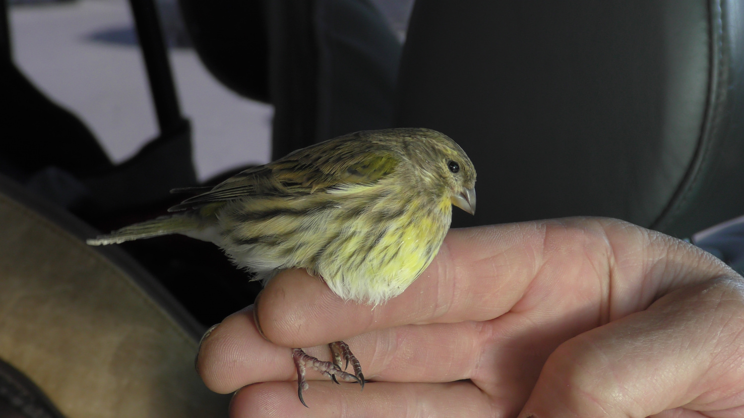 В Пензе обнаружен новый вид птиц