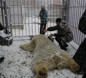 В Пензе начнут подыскивать невесту для белого медведя из зоопарка