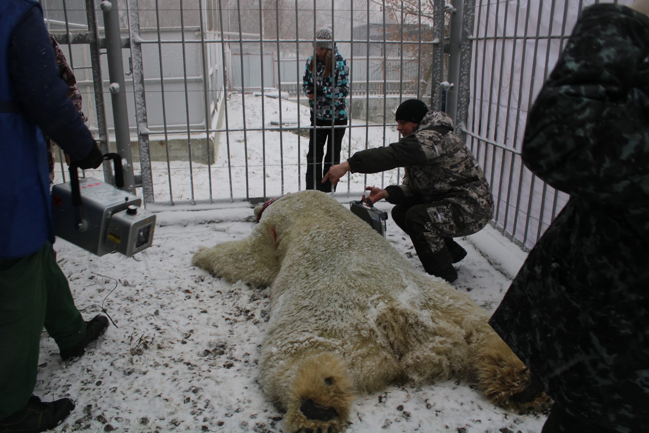 В Пензе начнут подыскивать невесту для белого медведя из зоопарка