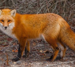 В Пензенской области охотников наградят за отстрел лис