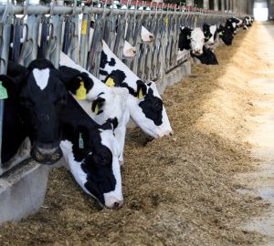 Пензенская область является лидером в отрасли животноводства в Поволжье