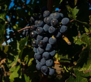 Какое вино предпочитают жители России