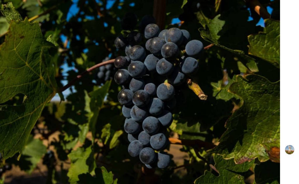 Какое вино предпочитают жители России