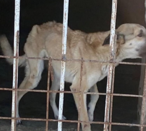 Кузнечанам перекрыли путь в лес