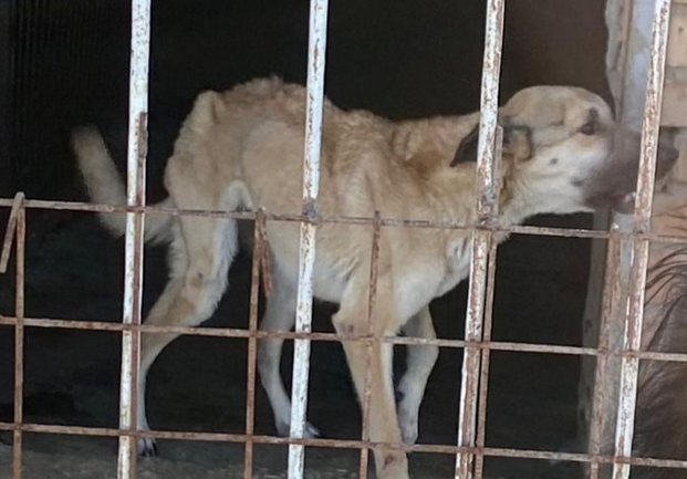 Кузнечанам перекрыли путь в лес