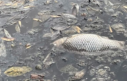 Пензенцы вновь сообщили о массовом заморе рыбы в районе Маяка