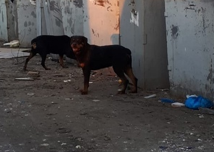 Жителей Бессоновки пугают бегающие по улицам ротвейлеры