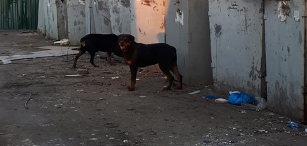 Жителей Бессоновки пугают бегающие по улицам ротвейлеры