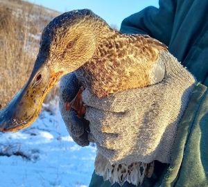 В Пензе рыбак спас раненную "Серую шейку"