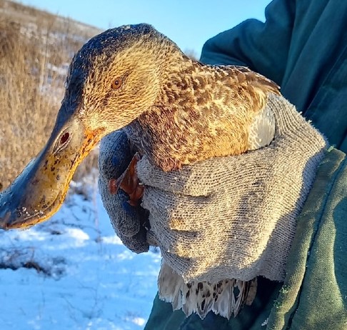 В Пензе рыбак спас раненную "Серую шейку"