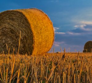 В Кузнецком районе завершили сбор урожая