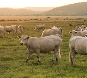 У животных в Наровчатском районе обнаружили заболевание, передающееся человеку