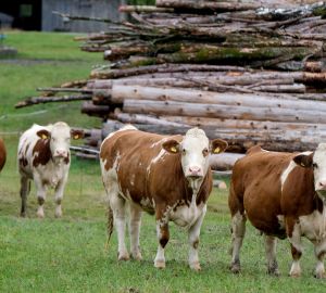 В Пензенском регионе производство мяса в 3 раза превосходит потребности жителей