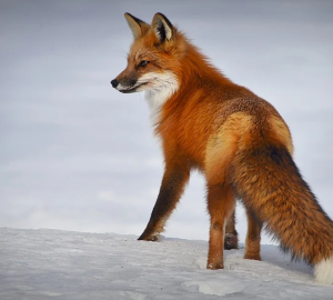 Мужчина повстречал в Пензе дикое животное