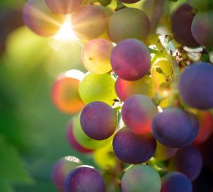 Винная культура: как раскрыть аромат благородного напитка