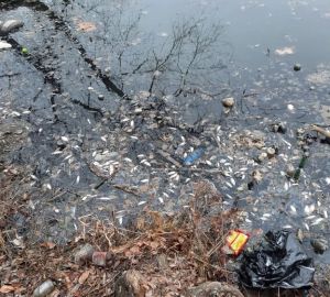 Что на самом деле происходит с экологией старицы реки Суры?