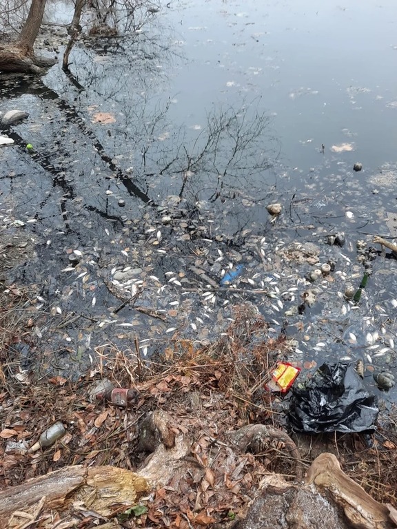 Что на самом деле происходит с экологией старицы реки Суры?