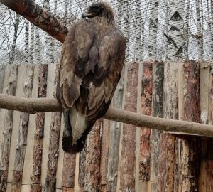 В пензенском зоопарке спасли раненного беркута