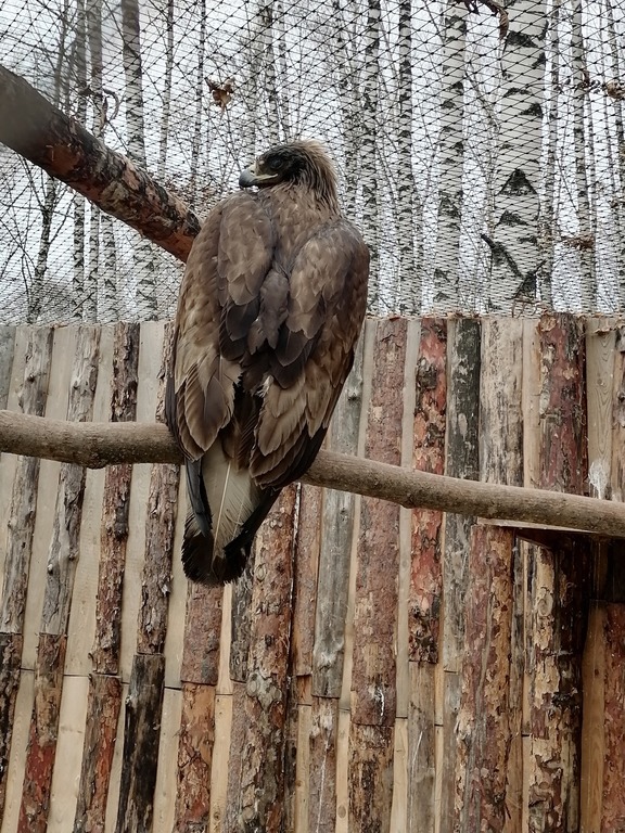 В пензенском зоопарке спасли раненного беркута