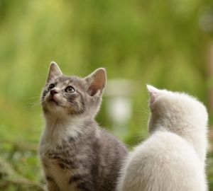 Для снижения числа бездомных животных предлагают ввести новый налог