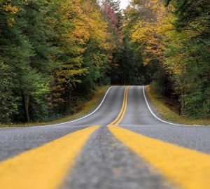 Водителям напомнили о штрафах за сбитых на дороге животных